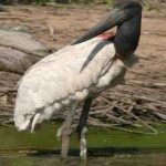 image of bird