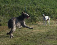 image of scottish_deerhound
