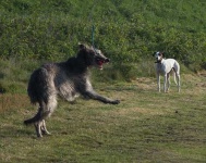 image of scottish_deerhound #26