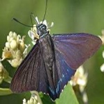 image of animal