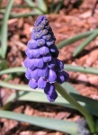 image of grape_hyacinth #30