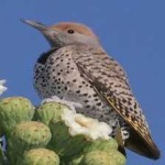 image of bird