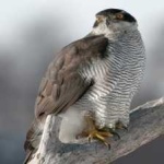 image of bird