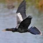 image of bird