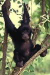 image of siamang