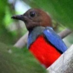 image of red_bellied_pitta #10