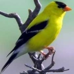 image of bird