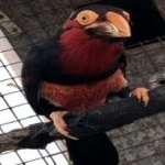 image of bird