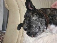 image of staffordshire_bullterrier #2