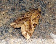image of animal