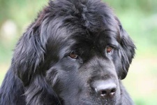 image of newfoundland