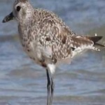 image of bird