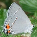 image of animal