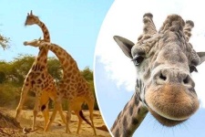 image of animal