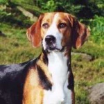 image of english_foxhound