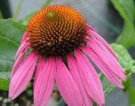 image of flower