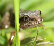 image of tailed_frog