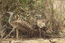 image of bustard