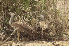 image of bustard #28