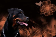 image of rottweiler
