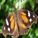 image of animal