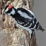 image of bird