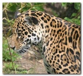 image of jaguar_car