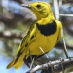 image of bird