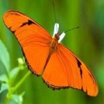 image of animal