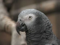 image of african_grey #10