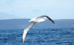 image of albatross
