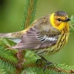 image of bird