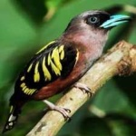 image of bird