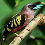 image of banded_broadbill #1