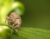 image of weevil