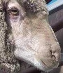 image of animal