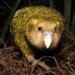 image of bird