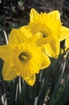 image of flower