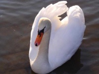 image of animal
