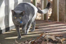 image of animal