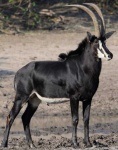 image of animal