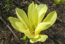 image of magnolia #28