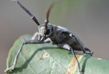 image of long_horned_beetle