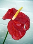 image of anthurium #1