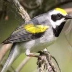 image of bird