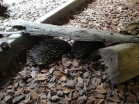image of echidna