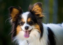 image of papillon