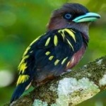 image of banded_broadbill #23