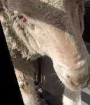 image of animal