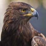 image of bird